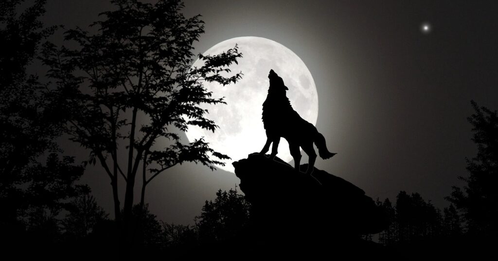 wolf, howling, night